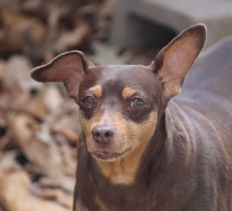 Hera