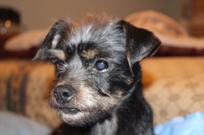 Hi everyone. I am Bellaluna and I'm a real old Southern lady who has been very lucky. I know that my human really loved me but something happened that I ended up in a kill shelter...but not for long. A nice lady saw me when I was brought to the shelter and begged for my life. Now I live at the sanctuary but I am not sure if I need a family or if I am going to stay here. You see, besides being an older girl, I am also getting vision impaired and seem to have skin problems without medicine. I would be happy to stay here. In fact, I dance for mom and when she picks me up I hug her neck with both arms. I want her to know I love her. I even managed to call 